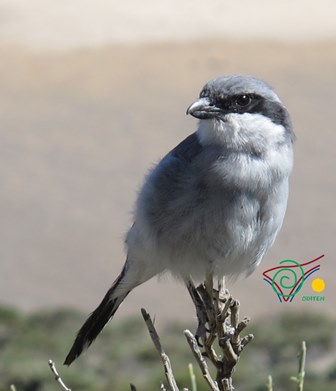 Chaffinch-Mount-Teide-wildlife
