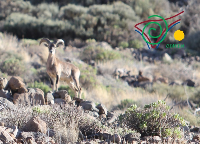 Teide-mouflon