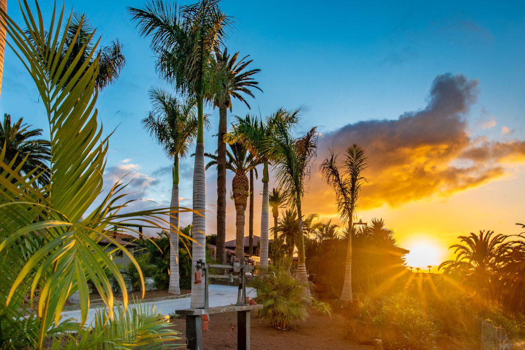 Palm trees at sunset in Tenerife with colorful sky and bright sun in the background.