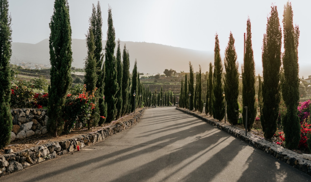 Cypress trees along a path with flowers and mountains in the background in Tenerife.
