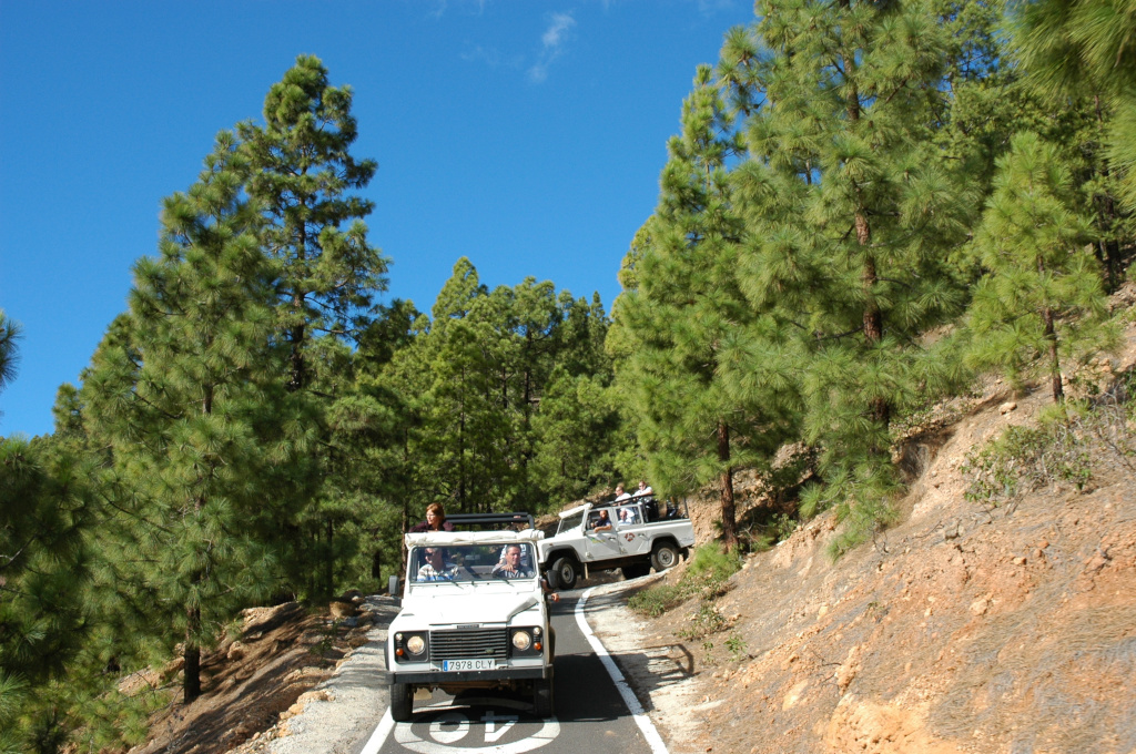 Jeep riding along trails surrounded by pine trees in Tenerife under blue skies.