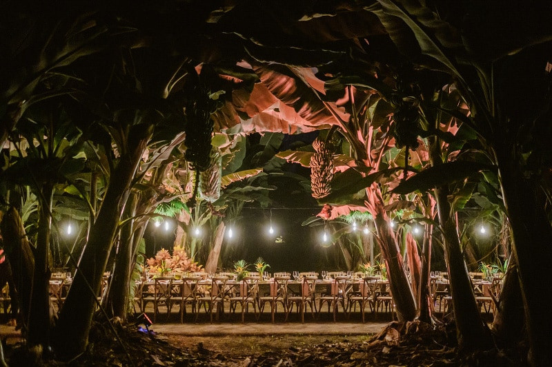 Table decorated among banana plants illuminated by hanging lights in Tenerife.