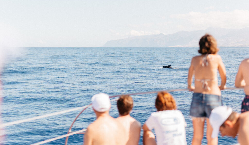 People watch cetaceans in the ocean near Tenerife.