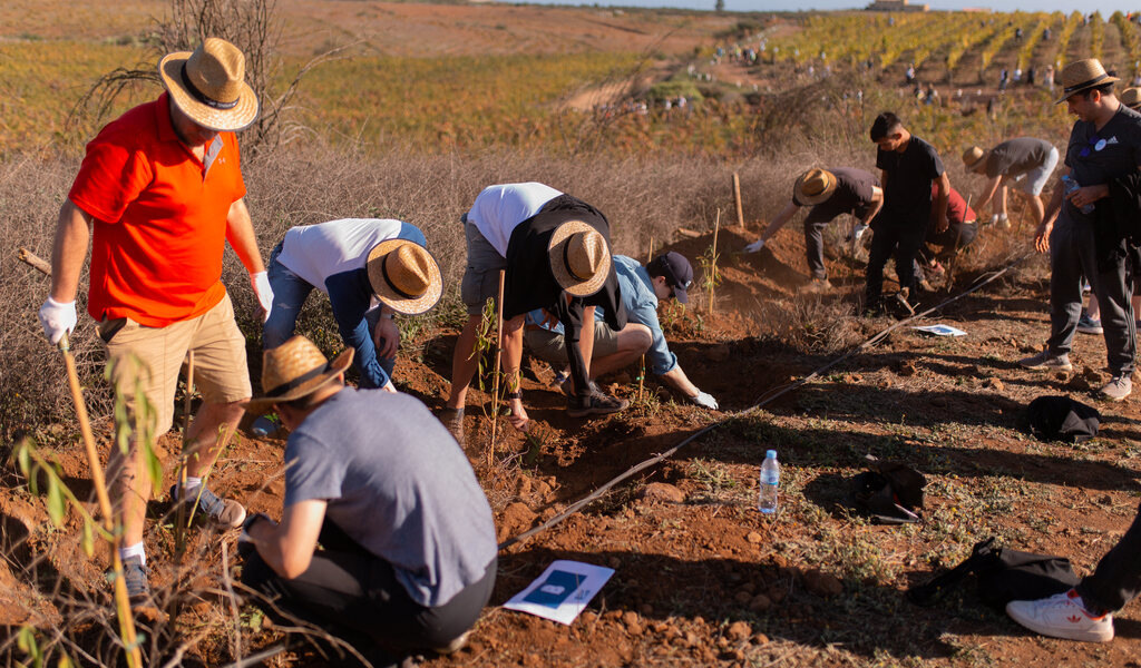 People planting trees in a field in Tenerife.
