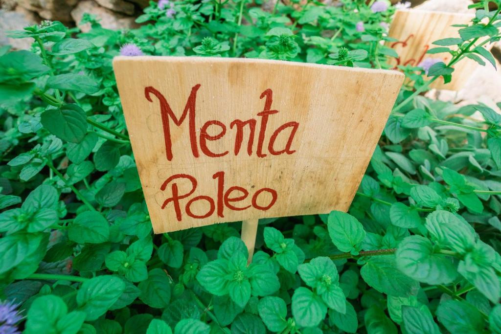 Pennyroyal mint sign among green leaves in a garden in Tenerife.