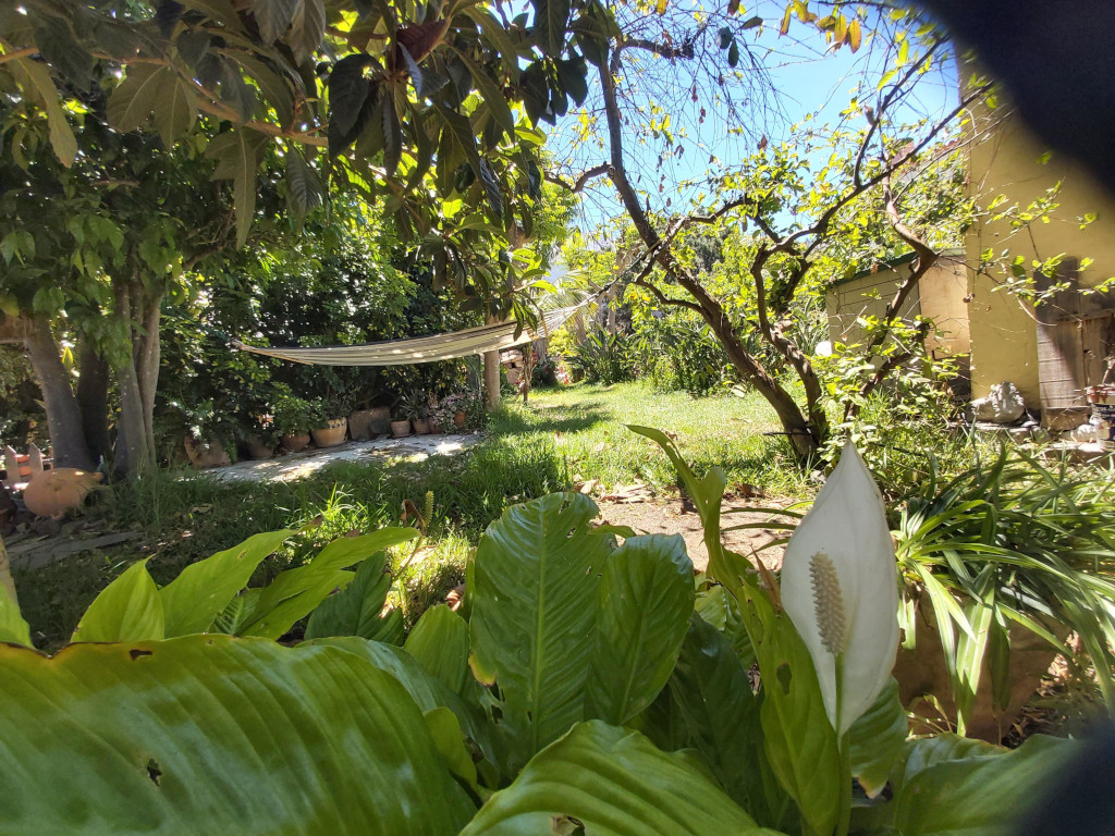 Lush garden in Tenerife with hammock and white flowers.