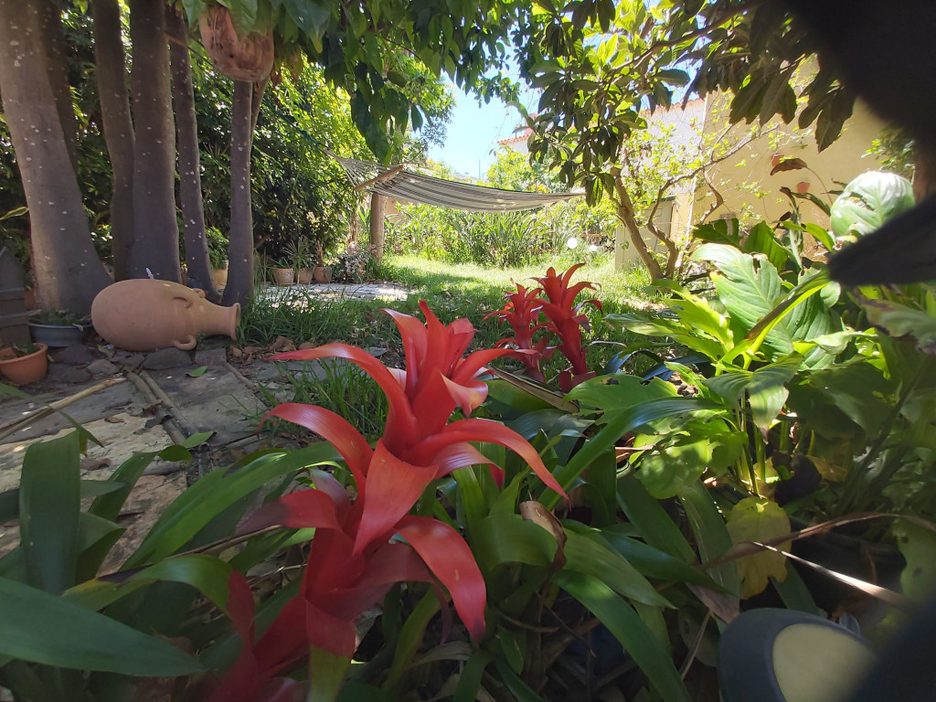Red bromeliads and hammock in a lush garden in Tenerife.