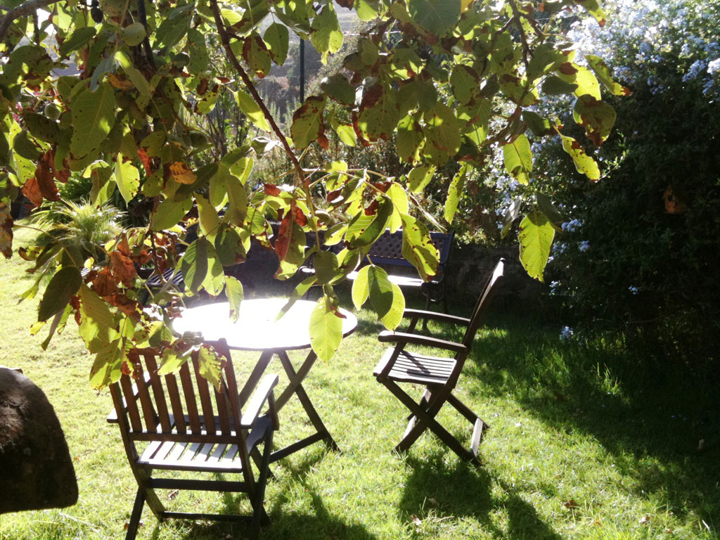 Chairs and table under a tree in a sunny Tenerife garden.