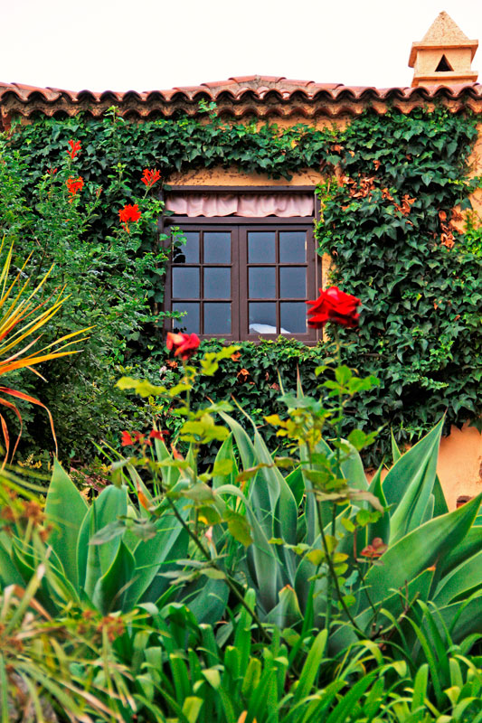 Ivy-covered window with greenery and red flowers, Tenerife garden.