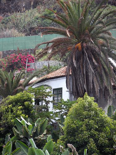 A white house surrounded by palm trees in Tenerife garden.