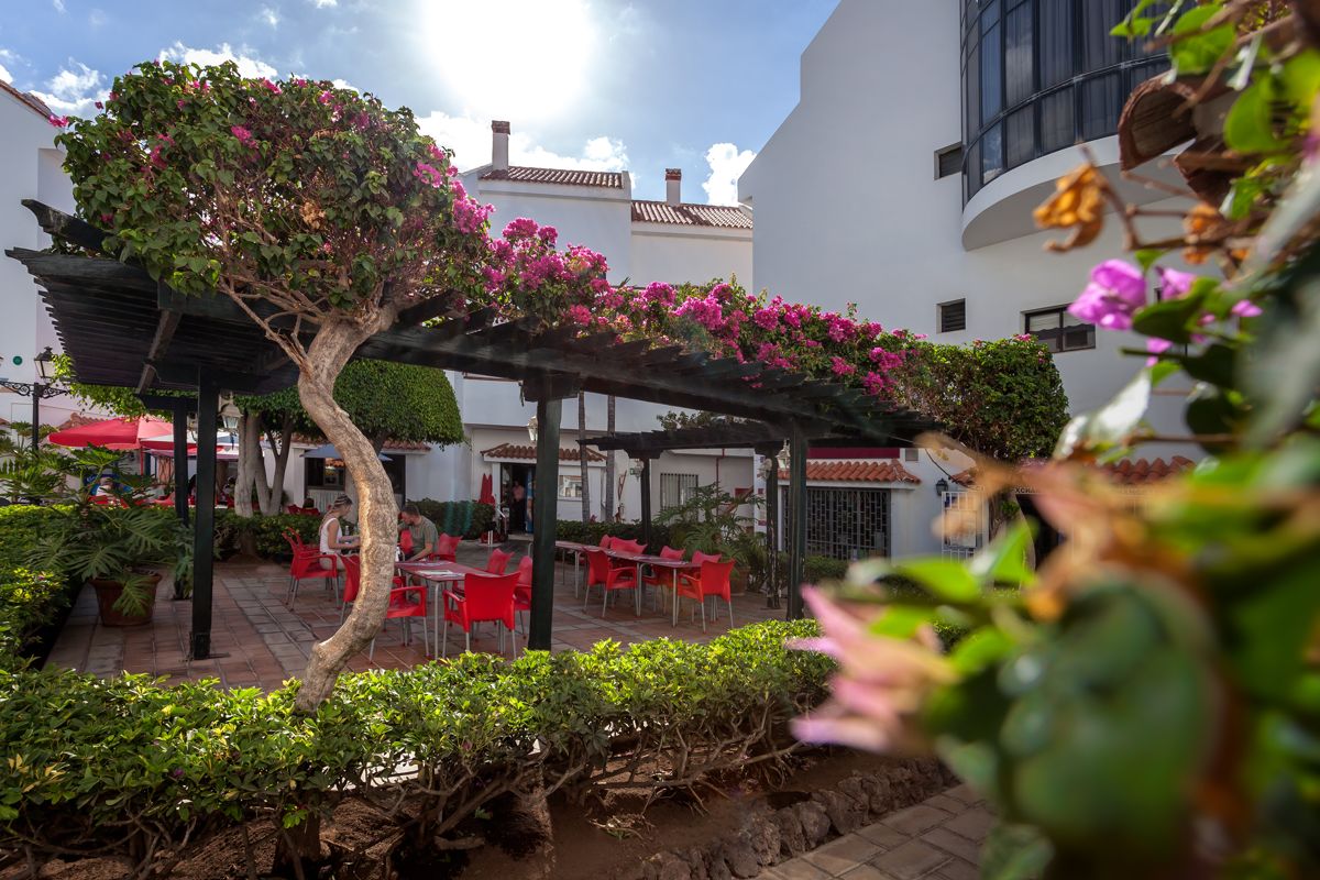 Courtyard with red chairs under vine-covered trellis in Tenerife garden.