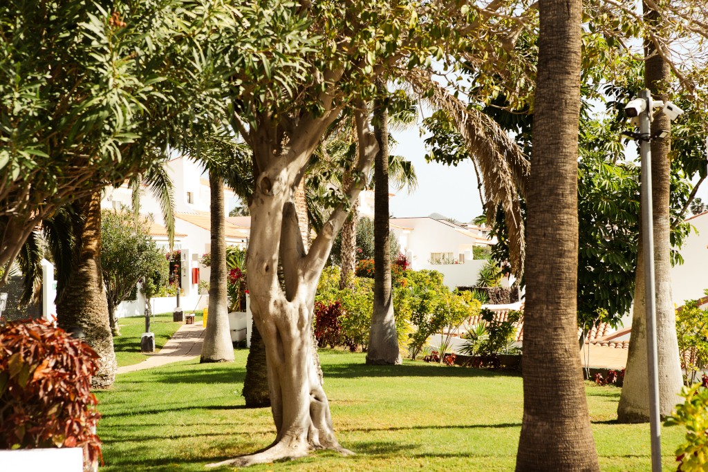 Garden with trees and path in Tenerife resort.
