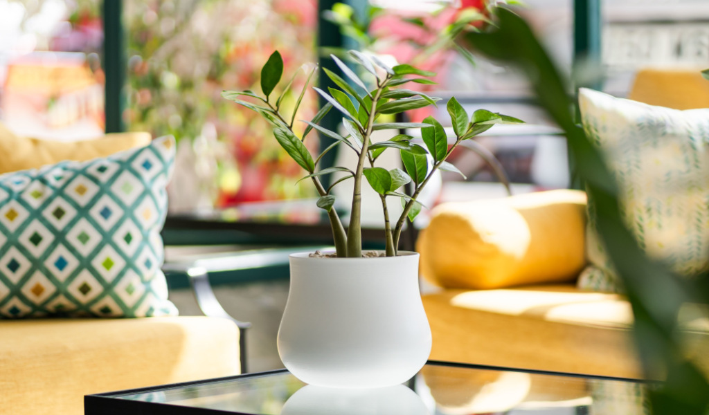 Potted plant on a glass table with yellow and patterned cushions, Tenerife.