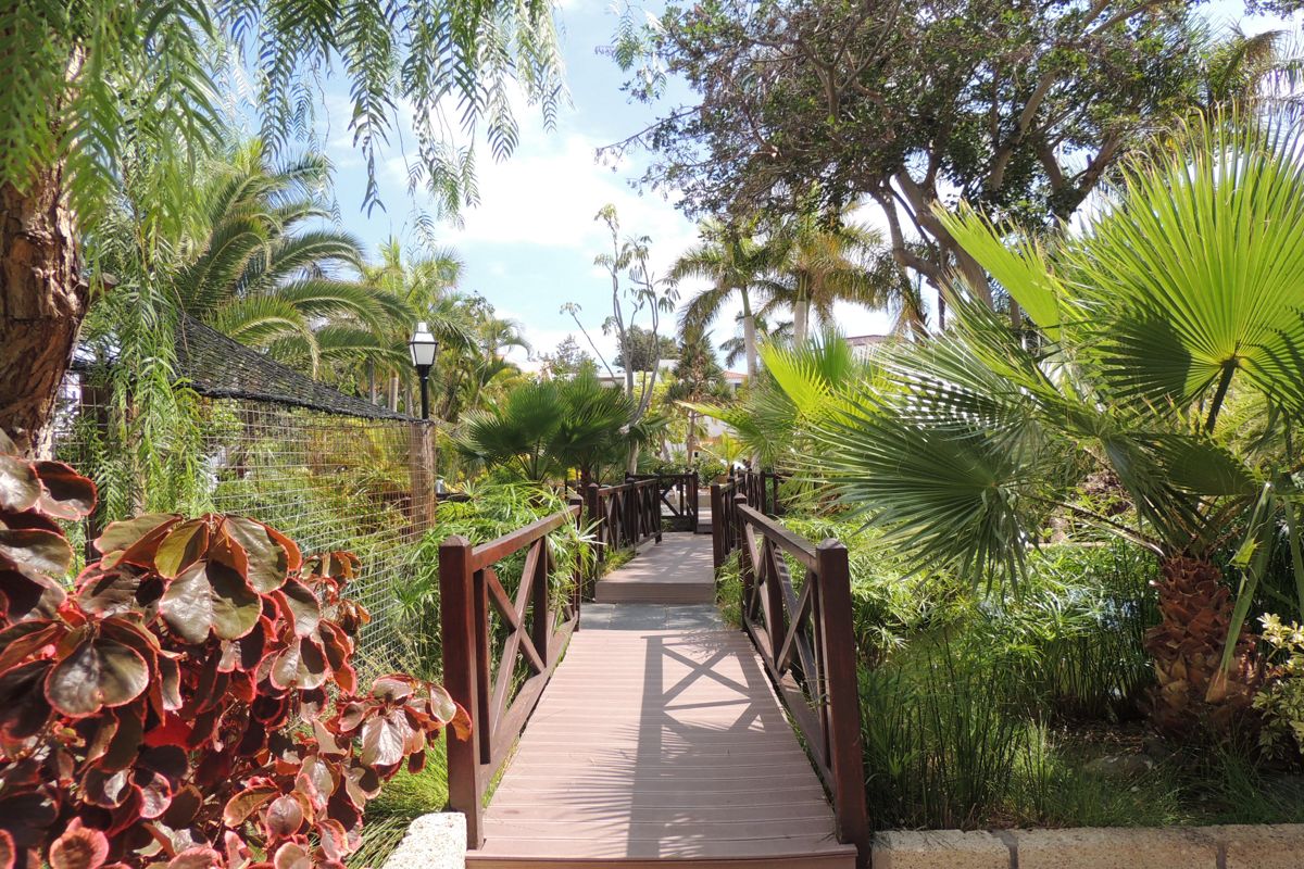 Pathway surrounded by lush greenery in a Tenerife garden.