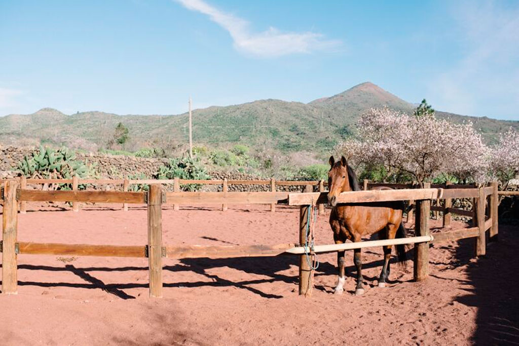 Horse in fenced area with mountain in Arico, Tenerife.