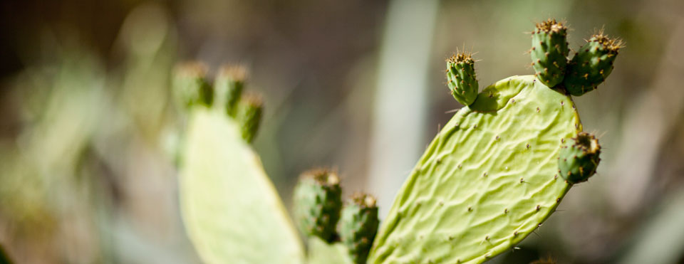 La Reserva para Inversiones en Canarias 