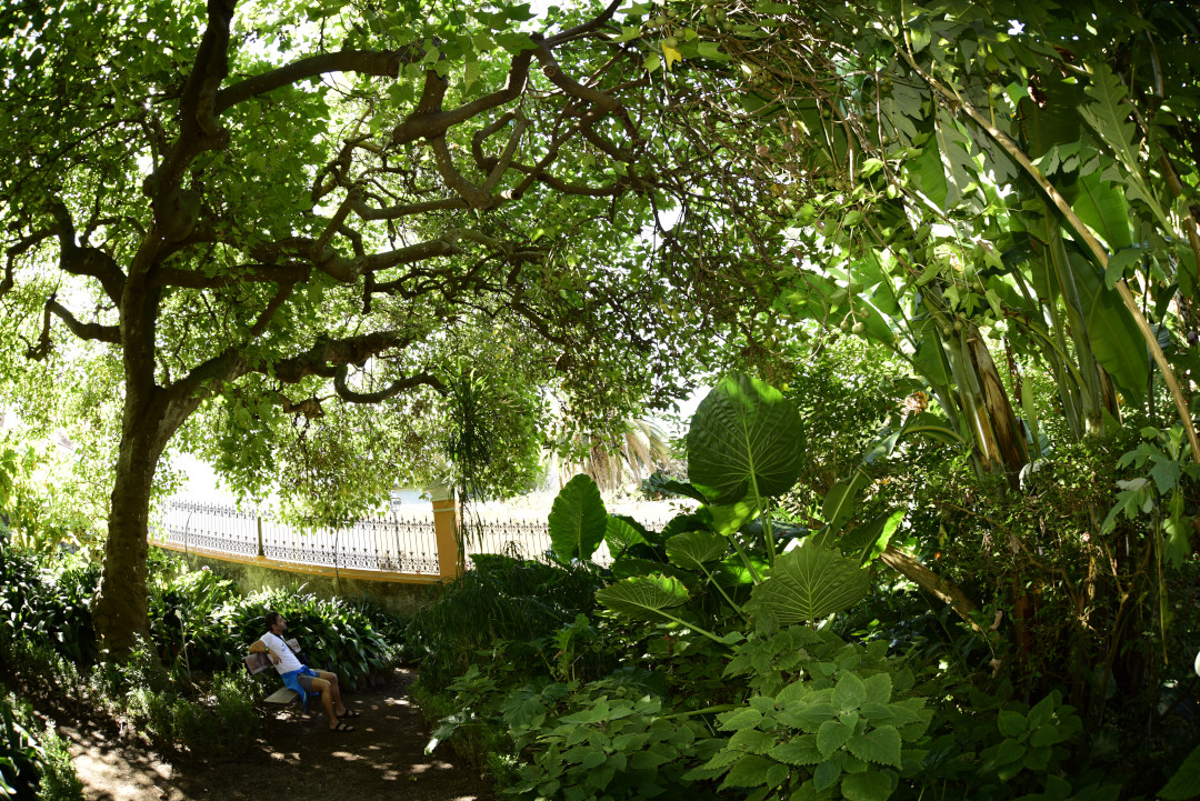 Shady trail with dense vegetation and person sitting on bench in Tenerife.