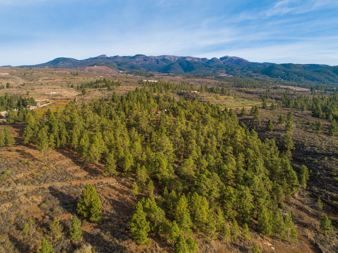 Forest with mountains in the background at the site of Tenerife.
