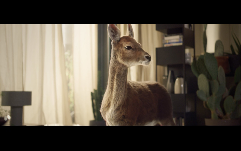 Young deer in a living room with light curtains and cactus.