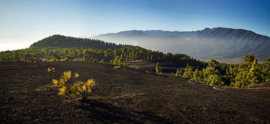 Mountainous landscape with pine trees and clear horizon in Tenerife.