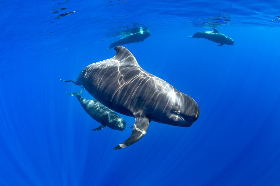 Cetaceans Brochure