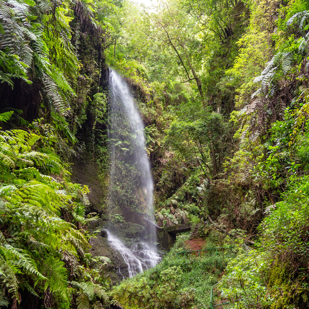 Waterfall surrounded by lush green vegetation in Tenerife forest.