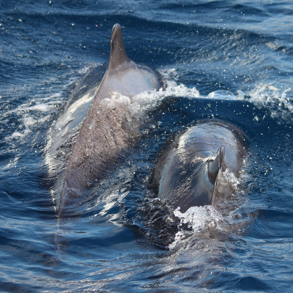 Two dolphins swimming in the ocean near Tenerife.