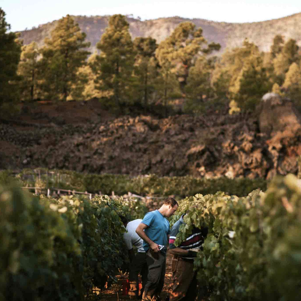 People harvesting grapes in a vineyard in Tenerife with mountains in the background.