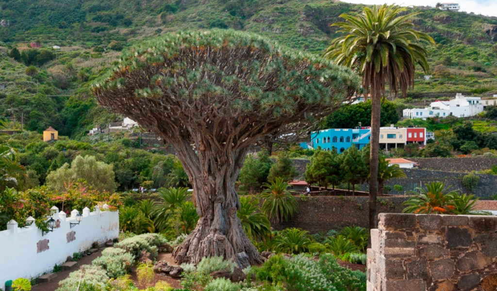 Ancient dragon tree in Icod de los Vinos, Tenerife, surrounded by greenery and colourful houses.