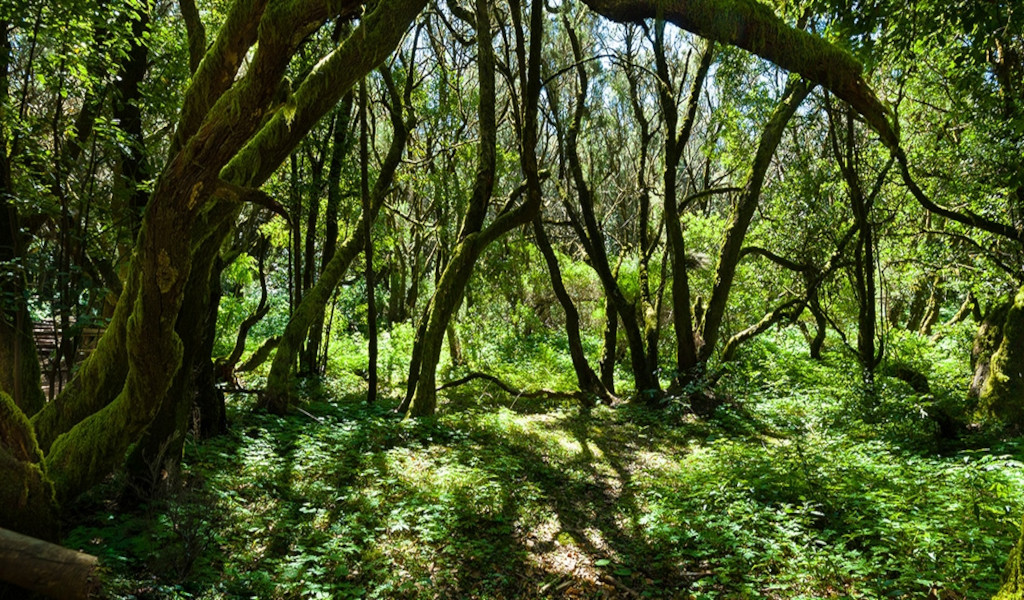 Forest with curved trees and ground covered with vegetation in Anaga, Tenerife.