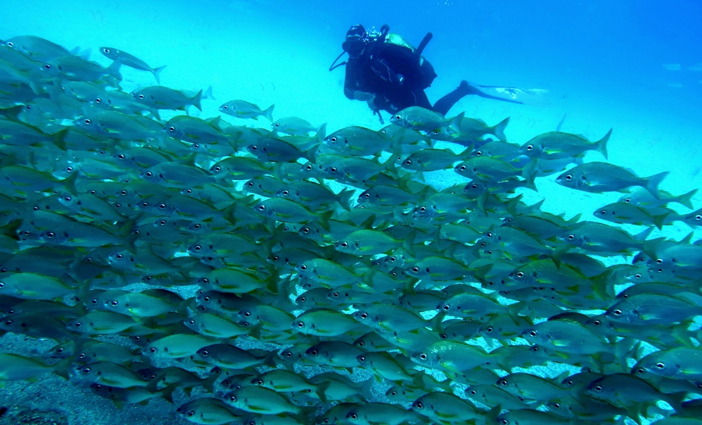 Diver swimming among fish in the sea of Tenerife.