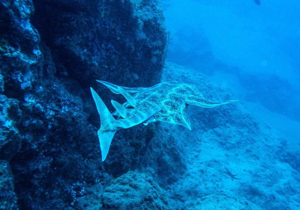 Angel shark swimming near the seabed in the waters of Tenerife.