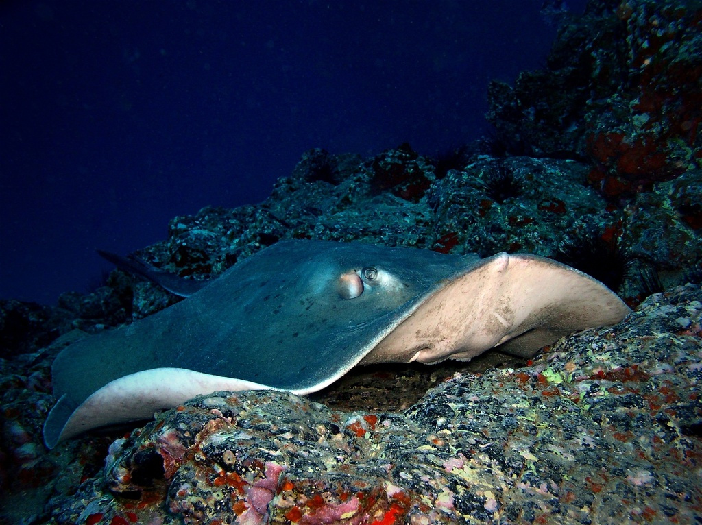 Manta ray swimming over reef in Tenerife.