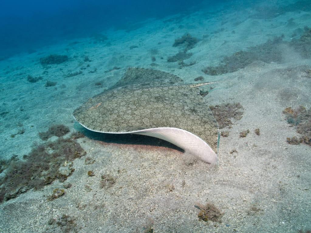 Ray swimming on the seabed near Tenerife.
