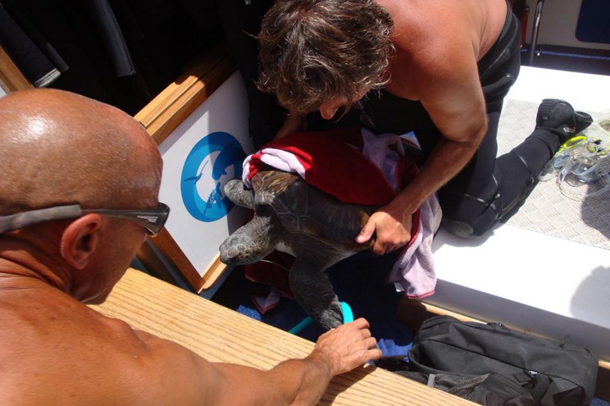 People rescuing a sea turtle in Tenerife.