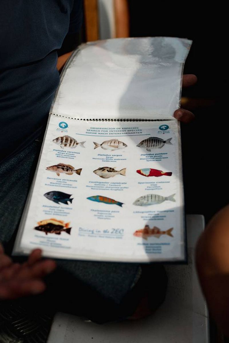 Illustrated guide to observable marine species in Tenerife.