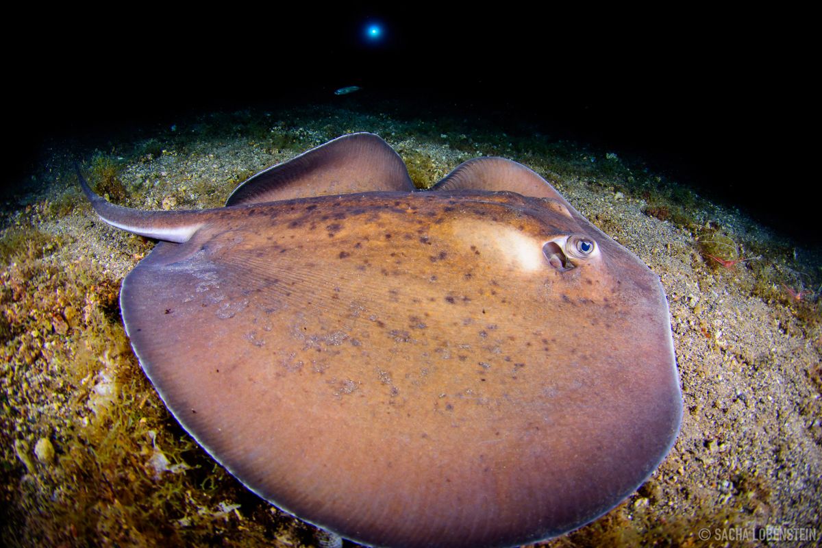 Ray swimming on the seabed near Tenerife.