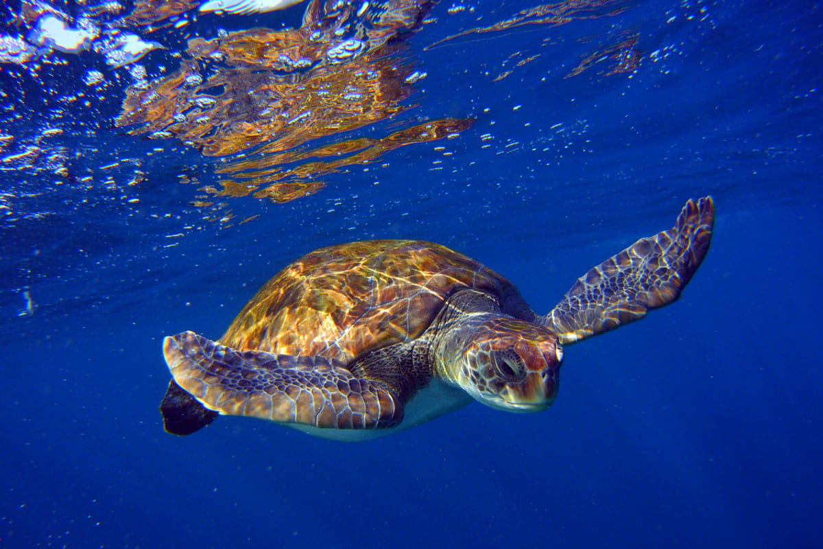 Turtle swimming underwater off the coast of Tenerife.