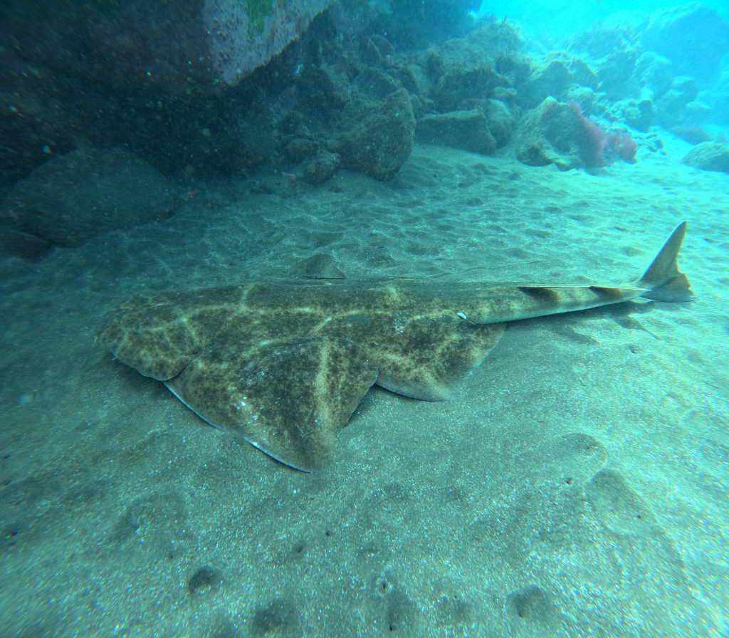 Angelshark shark on the seabed near Tenerife.