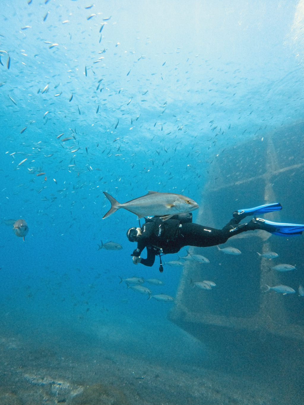 Diver surrounded by fish next to a sunken ship in the waters of Tenerife.