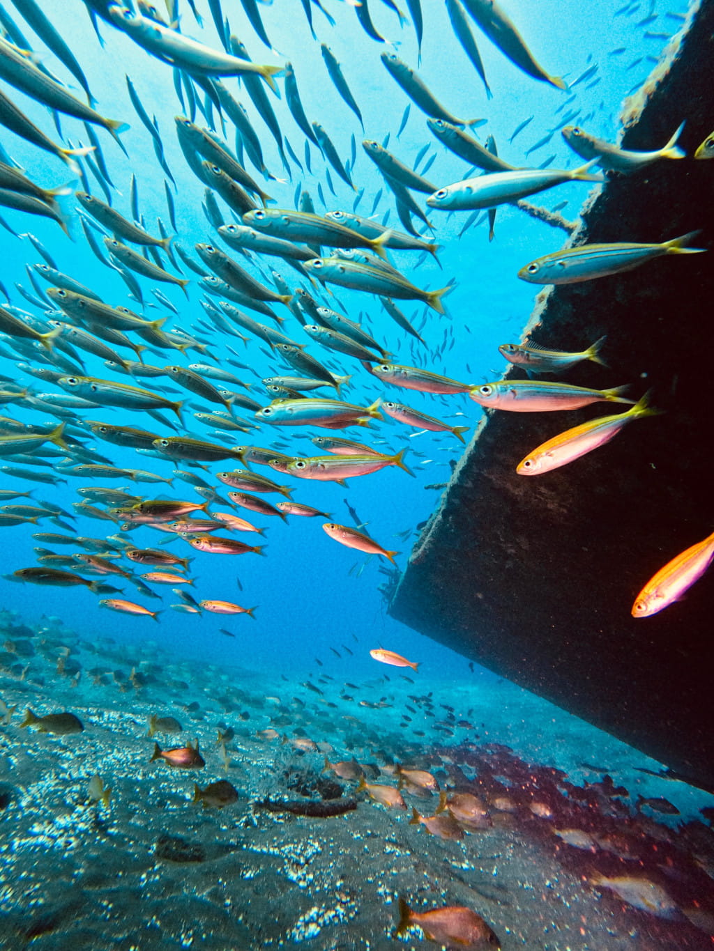 Schools of fish swim alongside a sunken ship in the waters of Tenerife.