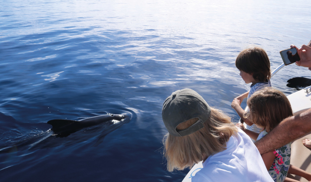 People watch a dolphin from the edge of a boat in Tenerife waters.