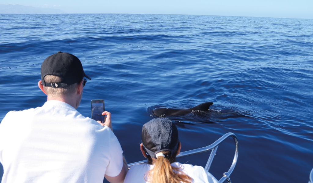 People watching a dolphin in the sea near the coast of Tenerife.