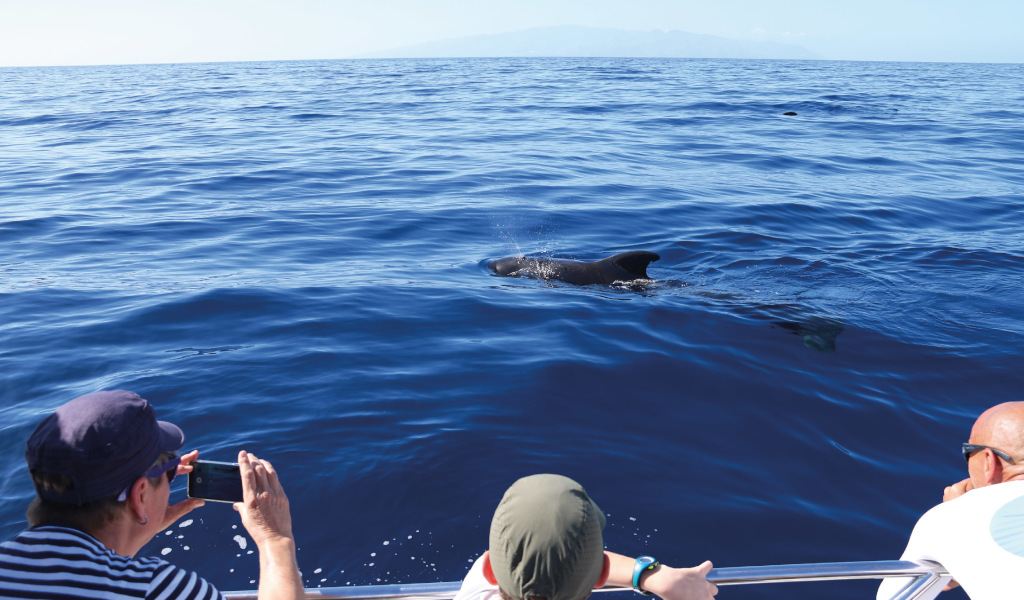 People watch dolphins from a boat off the coast of Tenerife.