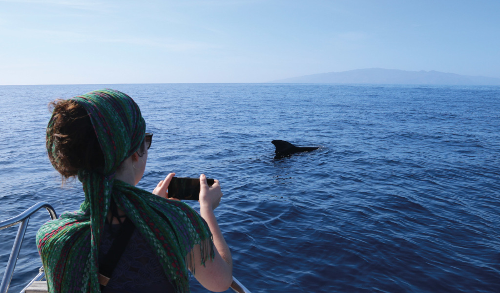Person photographing dolphin in the sea near Tenerife.