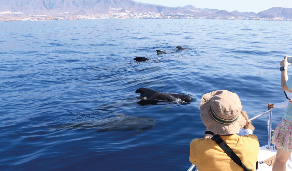 People watching pilot whales in the sea of Tenerife.