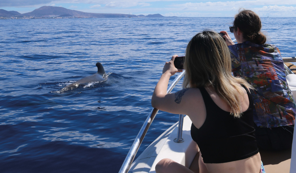 People photographing whales in the sea near the coast of Tenerife.