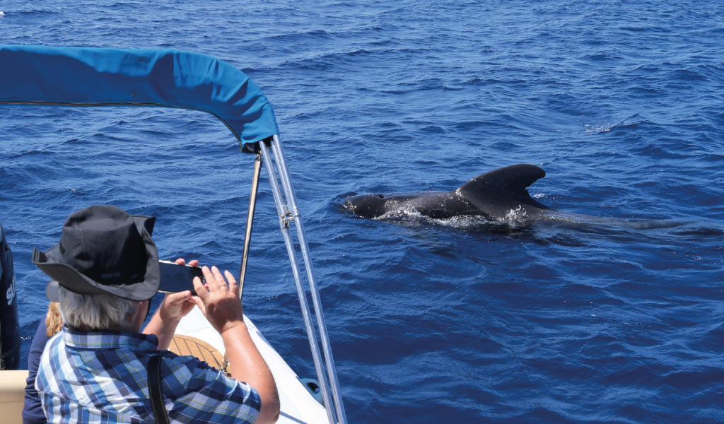 Person on a boat watching whale in the waters of Tenerife.
