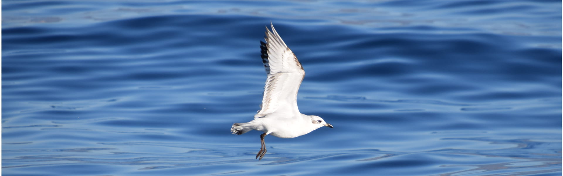 Bonadea II - Aves Marinas