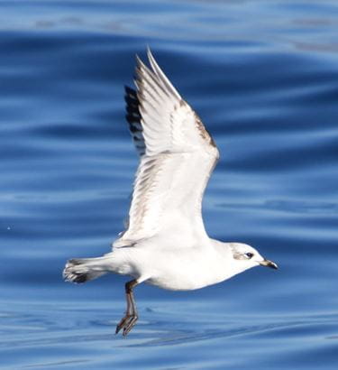Bonadea II - Aves Marinas